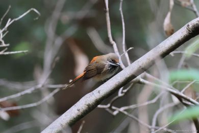 Pávík australasijský (Rhipidura rufifrons)