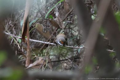 Pávík australasijský (Rhipidura rufifrons)