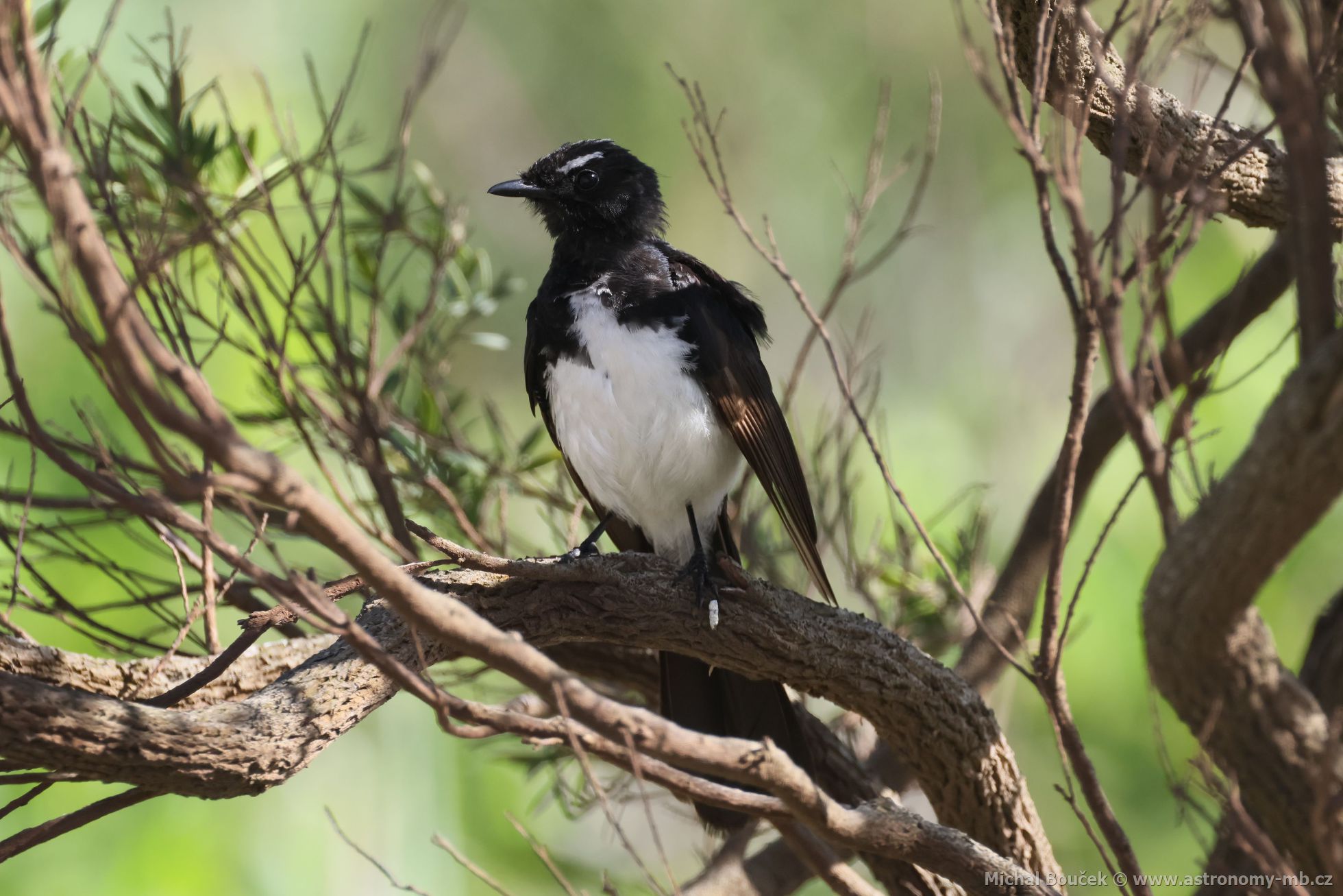 Pávík ernobílý (Rhipidura leucophrys)