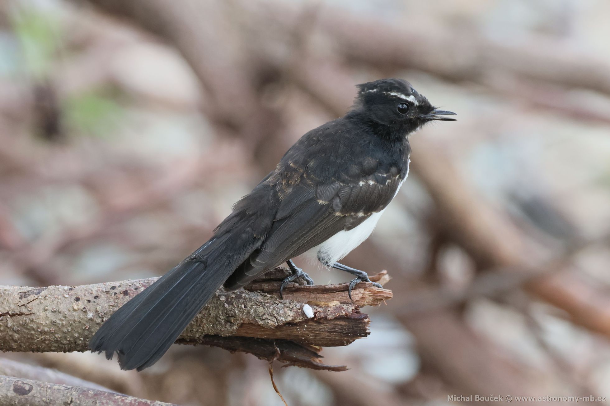 Pávík ernobílý (Rhipidura leucophrys)