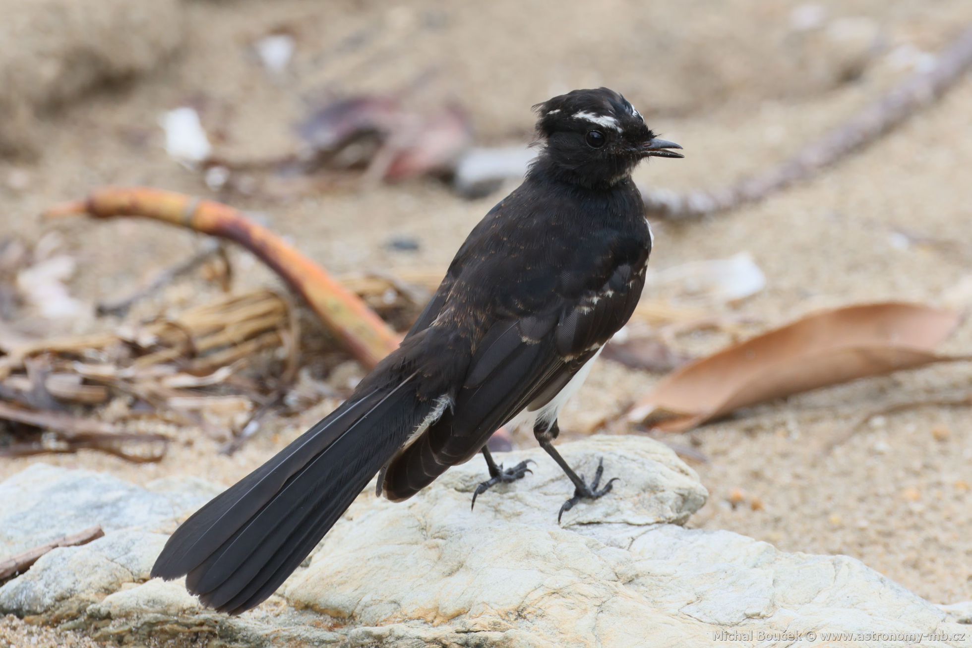 Pávík ernobílý (Rhipidura leucophrys)