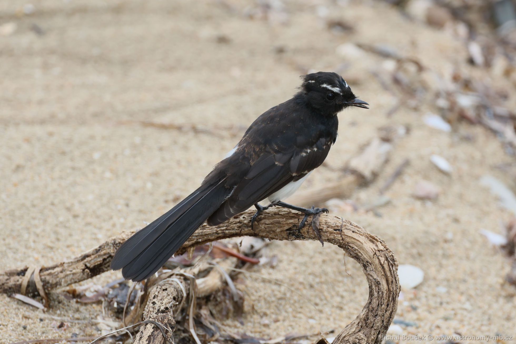 Pávík ernobílý (Rhipidura leucophrys)