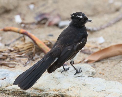 Pávík ernobílý (Rhipidura leucophrys)