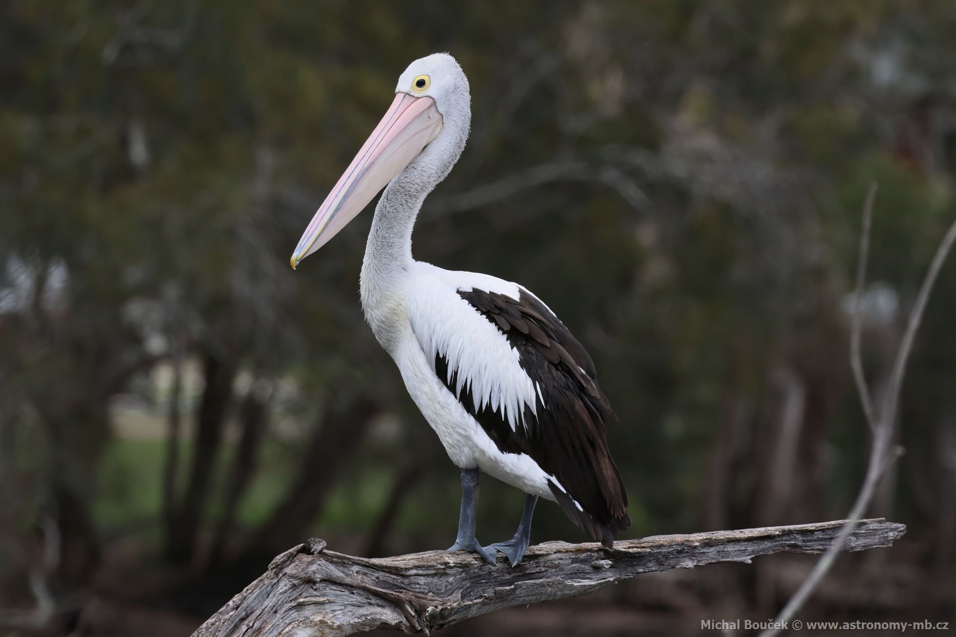 Pelikán australský (Pelecanus conspicillatus)