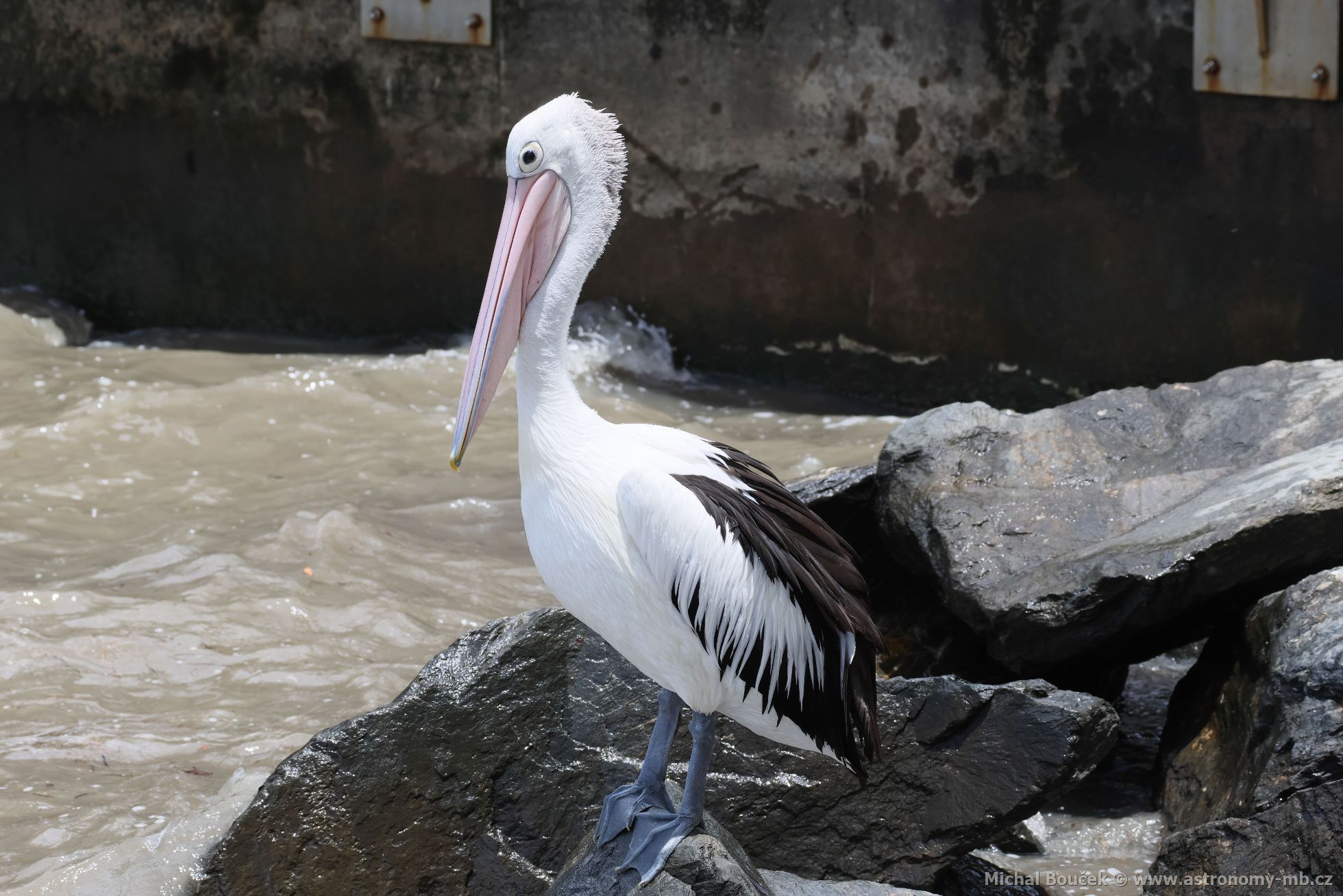 Pelikán australský (Pelecanus conspicillatus)