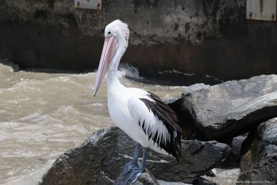 Pelikán australský (Pelecanus conspicillatus)