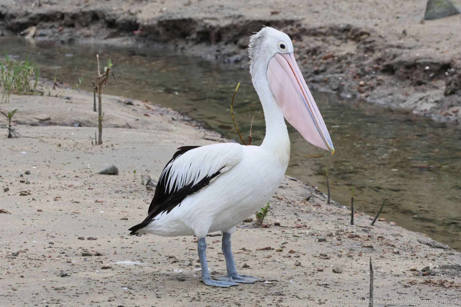 Pelikán australský (Pelecanus conspicillatus)