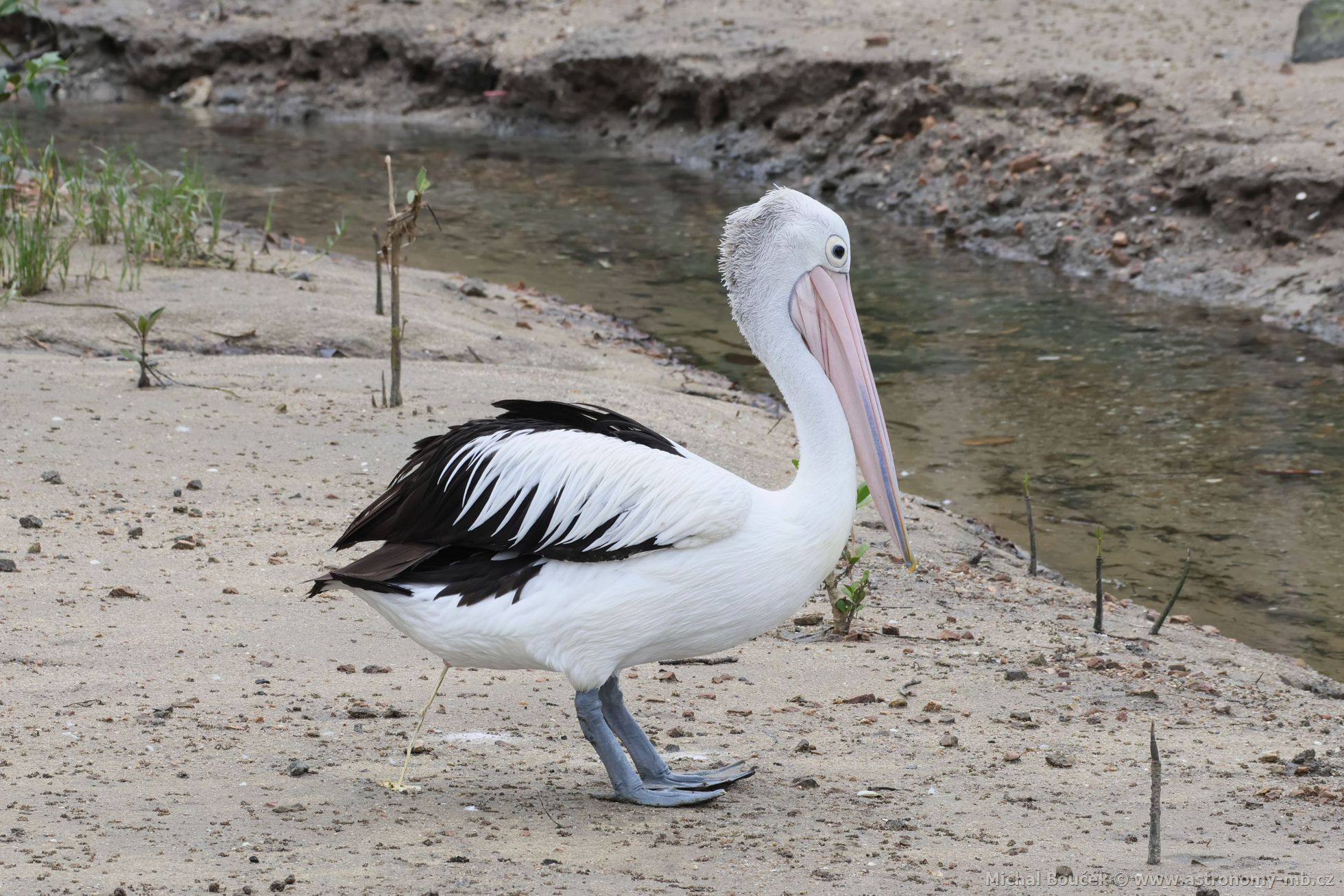 Pelikán australský (Pelecanus conspicillatus)