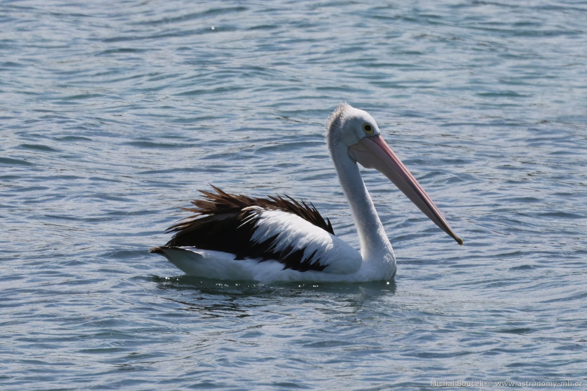 Pelikán australský (Pelecanus conspicillatus)