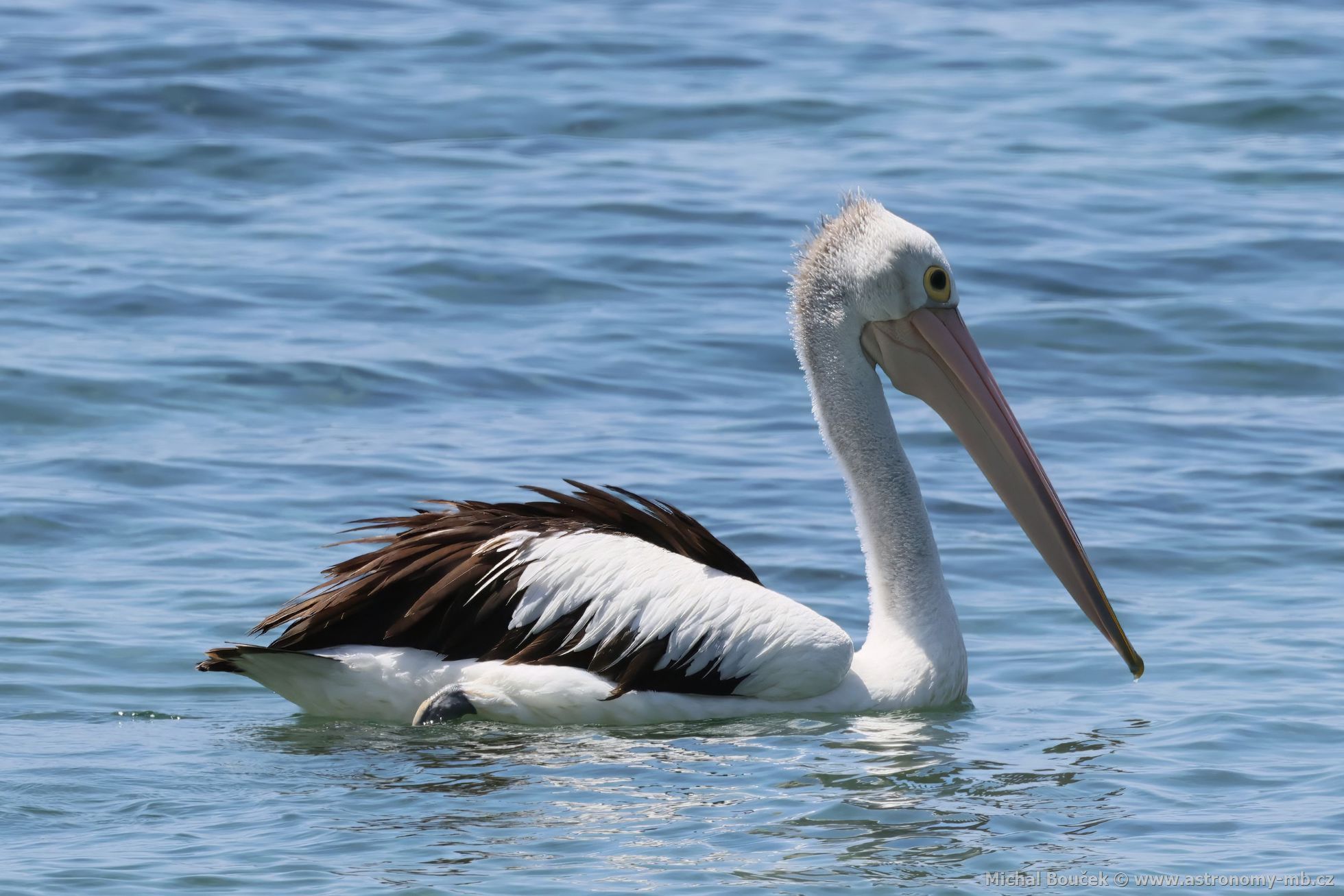 Pelikán australský (Pelecanus conspicillatus)