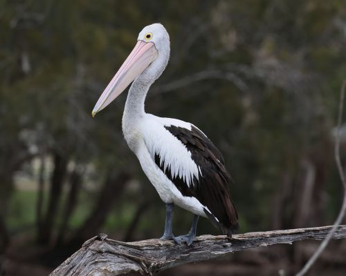 Pelikán australský (Pelecanus conspicillatus)