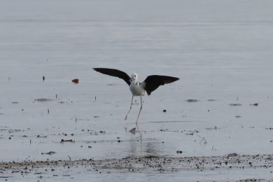 Pisila blohlavá (Himantopus leucocephalus)