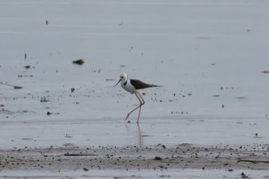 Pisila blohlavá (Himantopus leucocephalus)