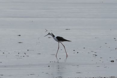 Pisila blohlavá (Himantopus leucocephalus)