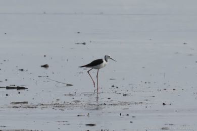 Pisila blohlavá (Himantopus leucocephalus)