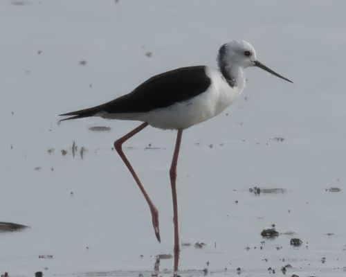 Pisila blohlavá (Himantopus leucocephalus)