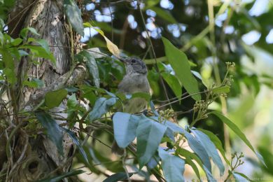 Pištec zlatý (Pachycephala pectoralis)