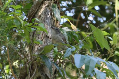 Pištec zlatý (Pachycephala pectoralis)