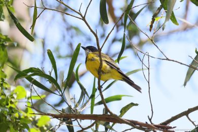 Pištec zlatý (Pachycephala pectoralis)