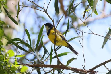 Pištec zlatý (Pachycephala pectoralis)