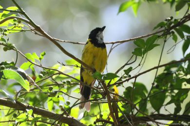 Pištec zlatý (Pachycephala pectoralis)