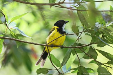 Pištec zlatý (Pachycephala pectoralis)