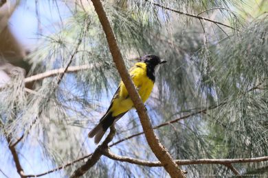 Pištec zlatý (Pachycephala pectoralis)