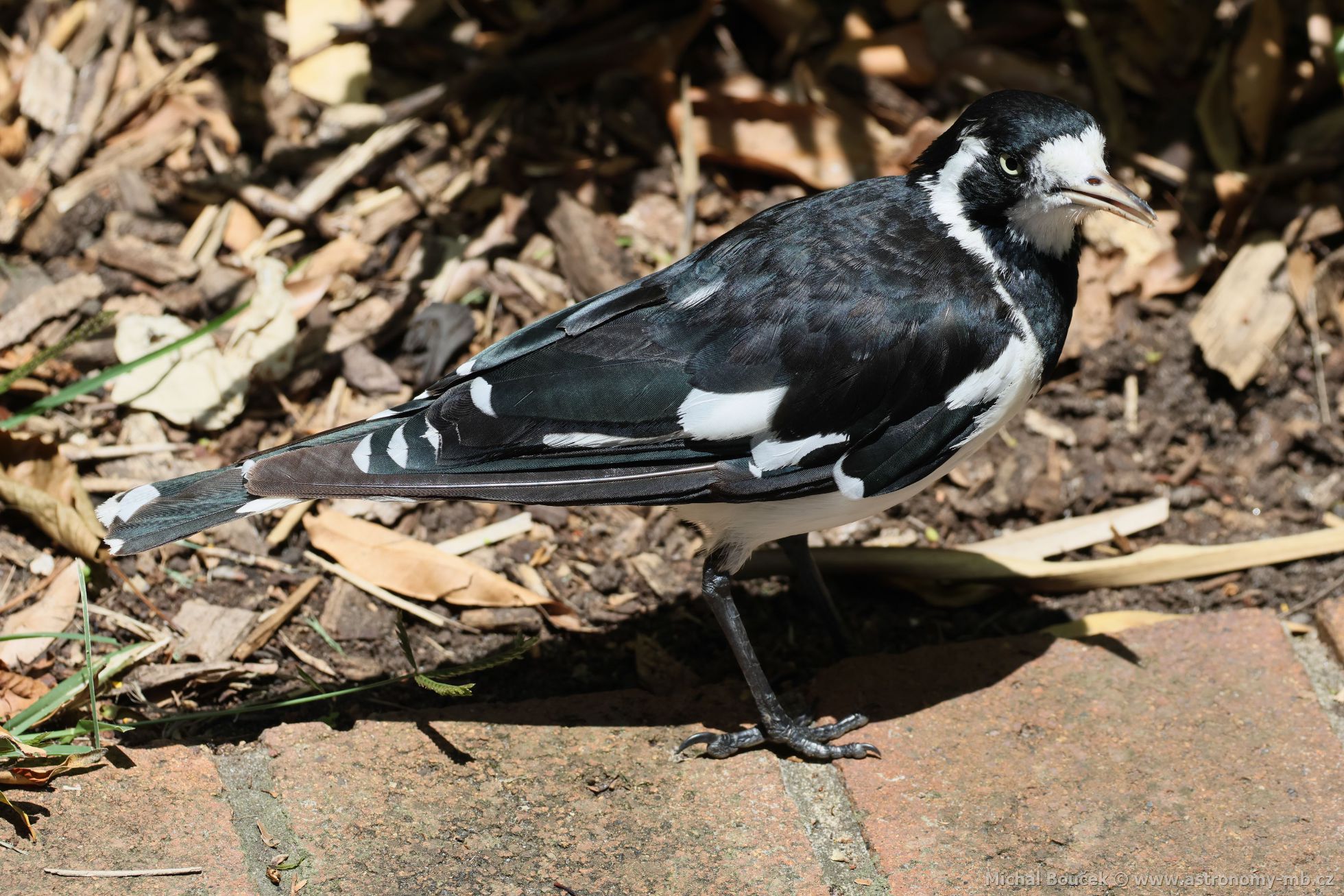 Popeláek ernobílý (Grallina cyanoleuca)