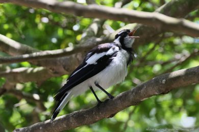 Popeláek ernobílý (Grallina cyanoleuca)