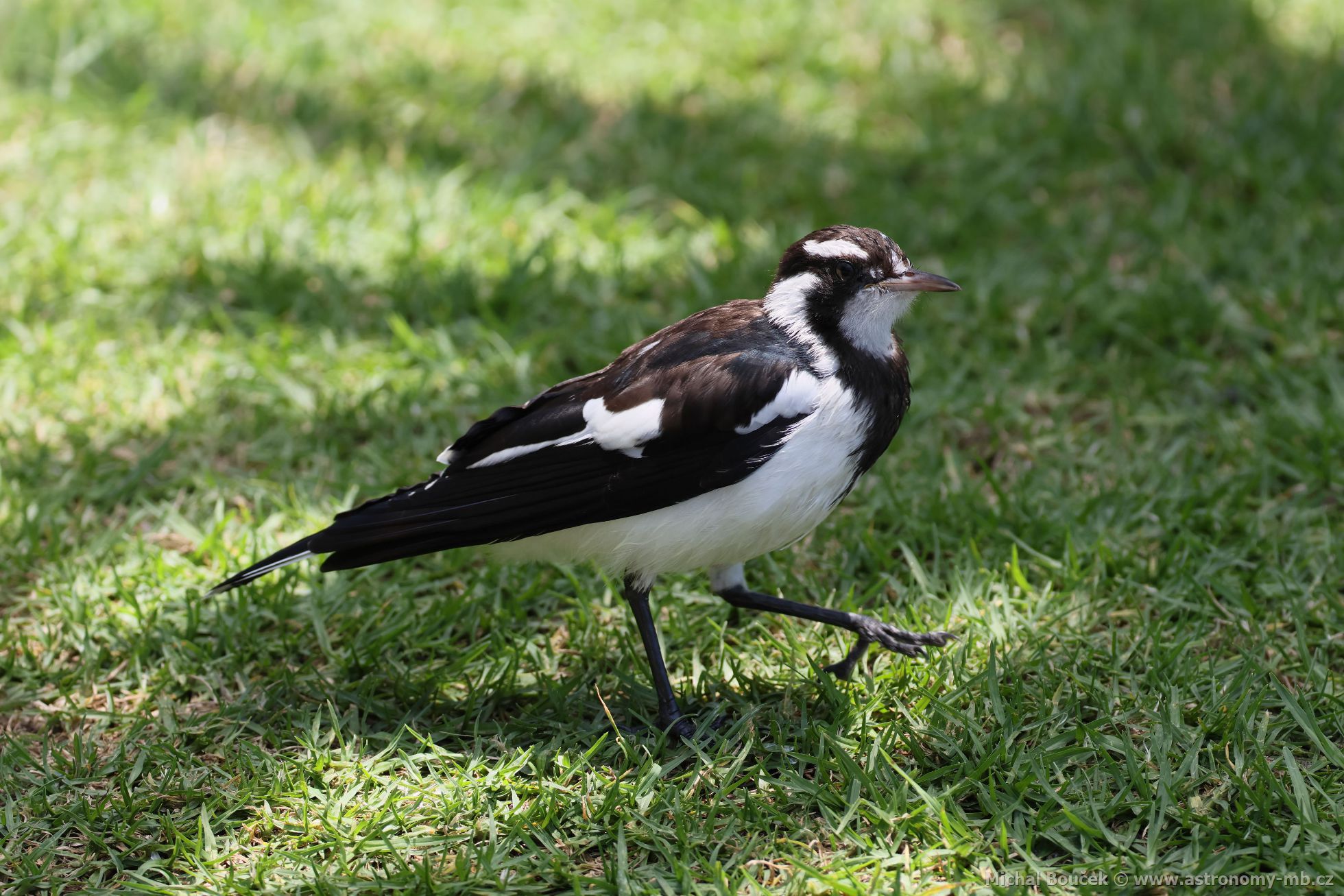 Popeláek ernobílý (Grallina cyanoleuca)