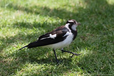 Popeláek ernobílý (Grallina cyanoleuca)
