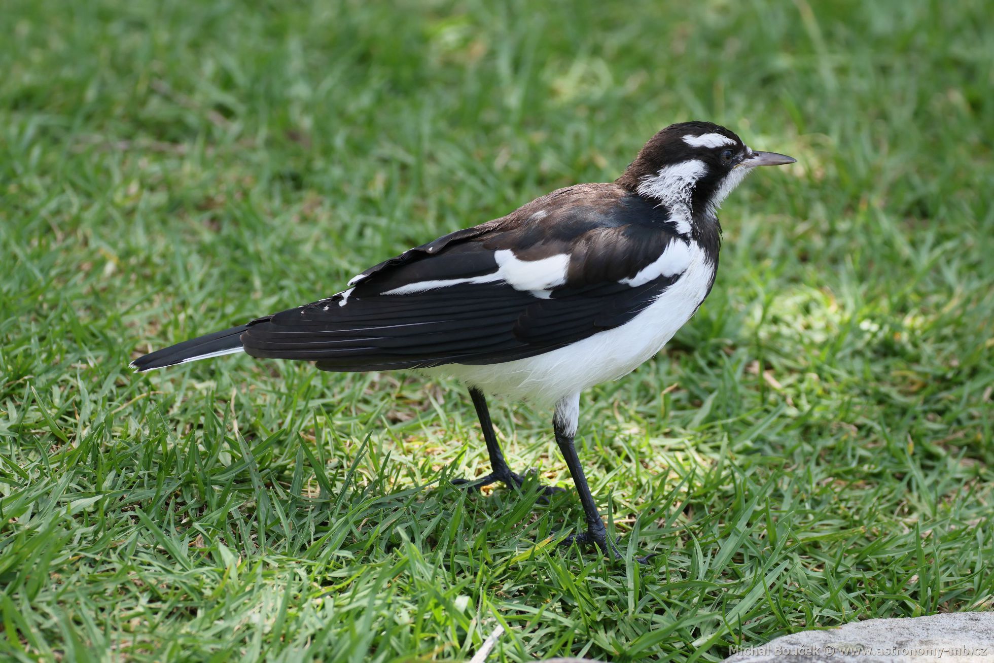 Popeláek ernobílý (Grallina cyanoleuca)