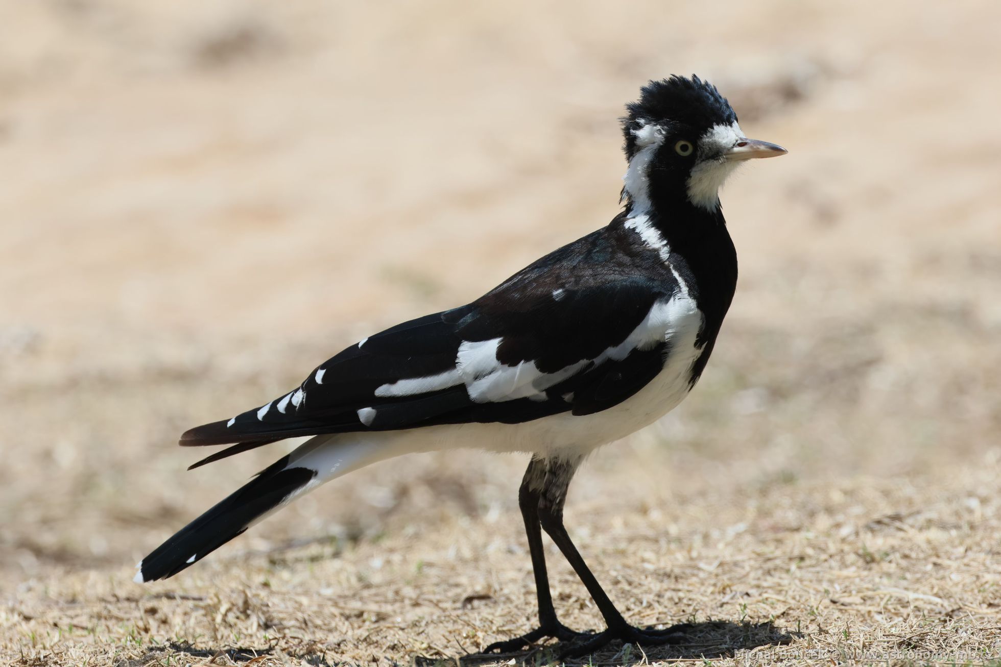 Popeláek ernobílý (Grallina cyanoleuca)