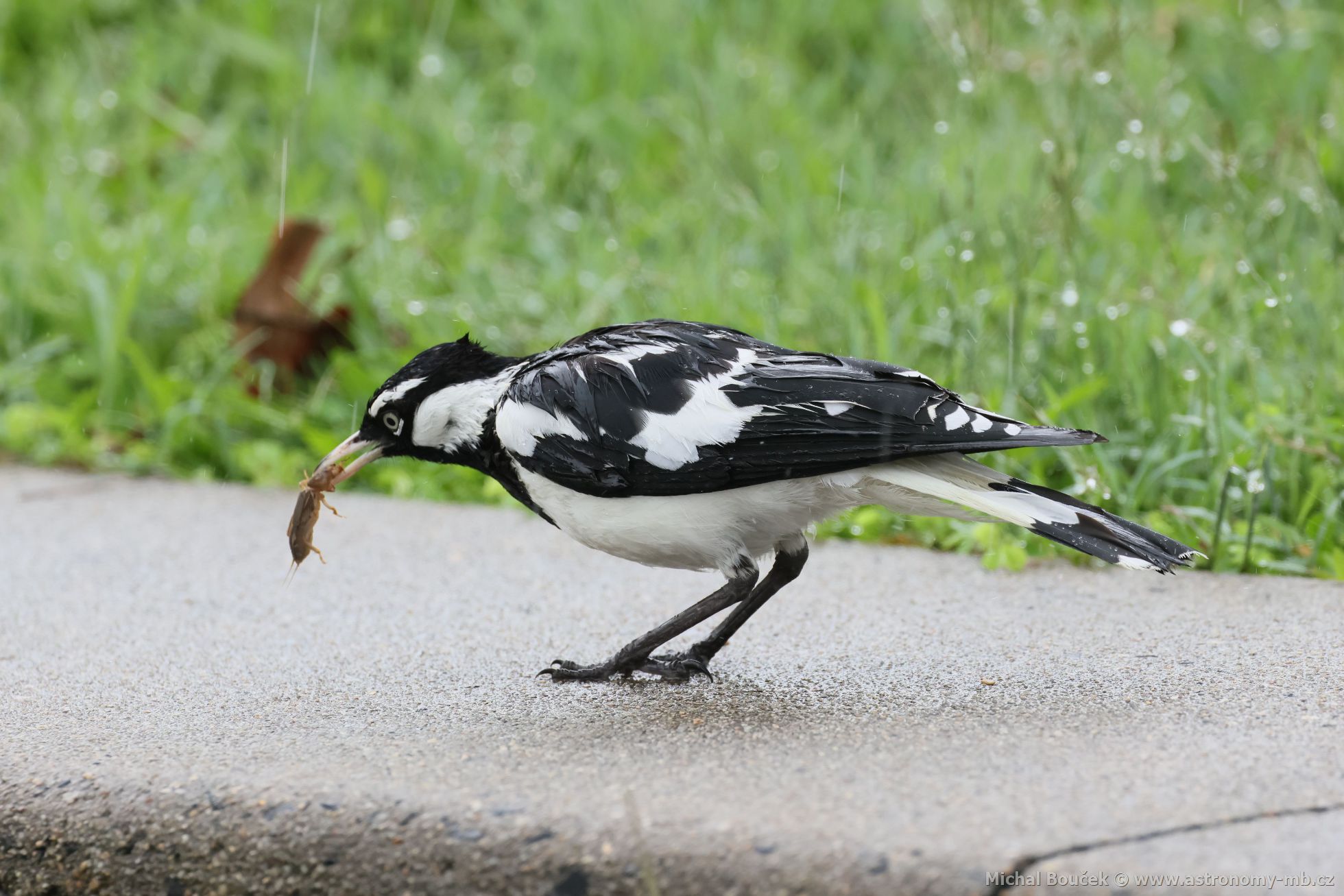 Popeláek ernobílý (Grallina cyanoleuca)