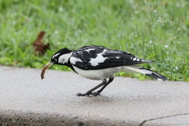 Popeláek ernobílý (Grallina cyanoleuca)