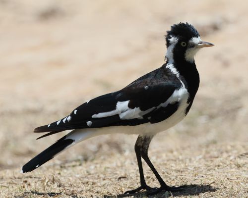 Popeláek ernobílý (Grallina cyanoleuca)