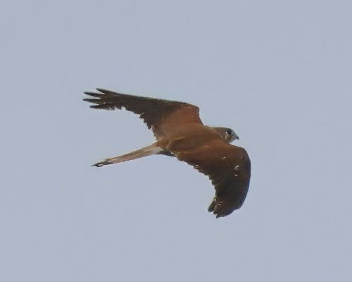 Poštolka australská (Falco cenchroides)