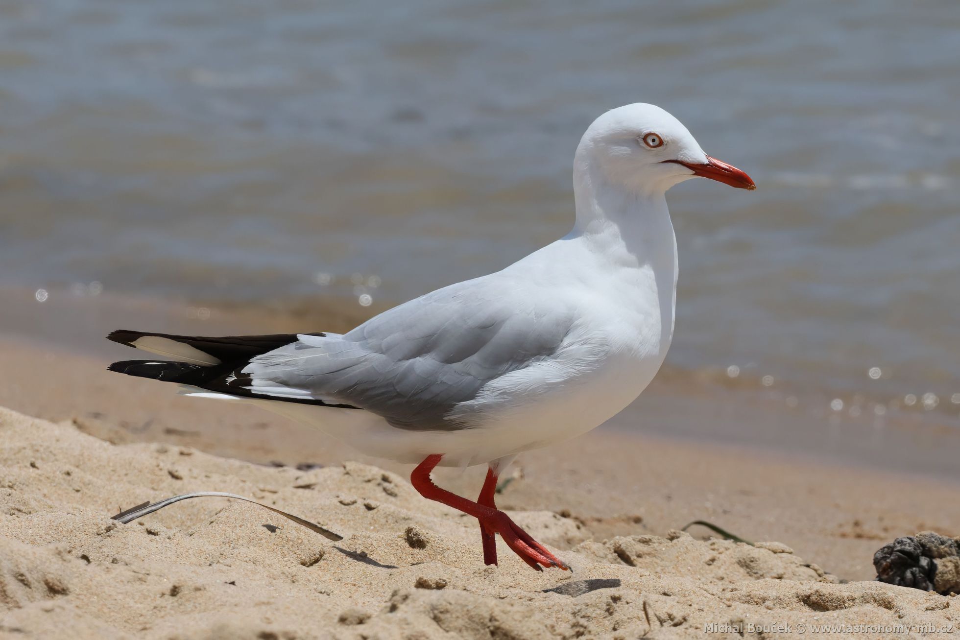 Racek australský (Chroicocephalus novaehollandiae)