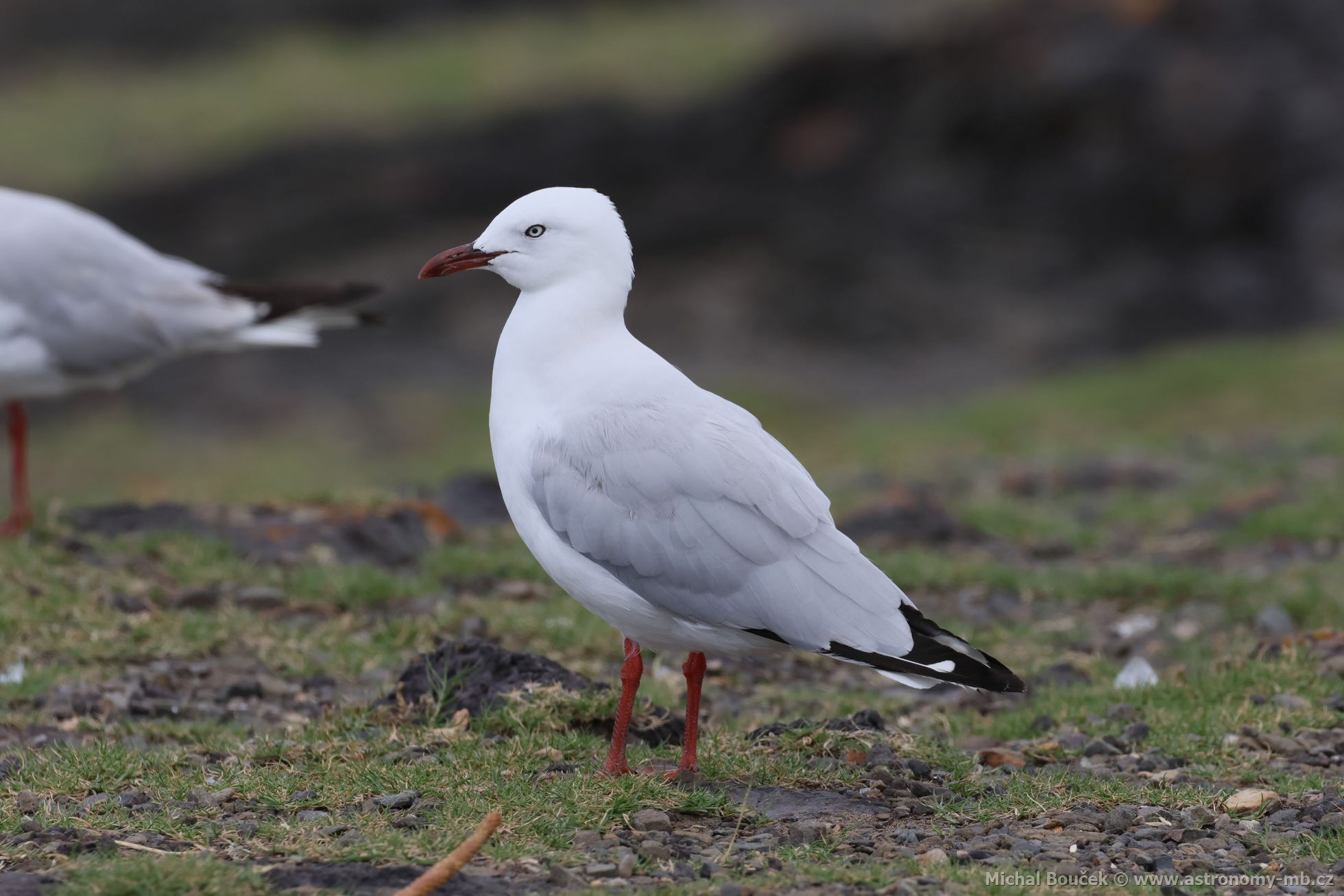 Racek australský (Chroicocephalus novaehollandiae)