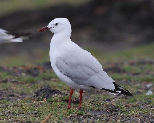 Racek australský (Chroicocephalus novaehollandiae)