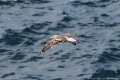 Racek jiní (Larus dominicanus)