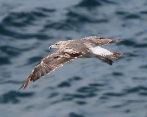 Racek jiní (Larus dominicanus)