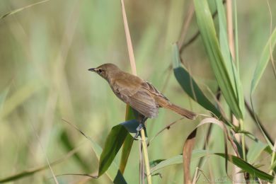 Rákosník australský (Acrocephalus australis)