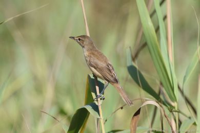 Rákosník australský (Acrocephalus australis)