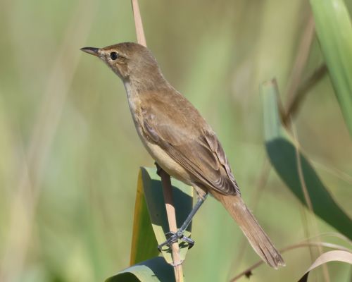 Rákosník australský (Acrocephalus australis)