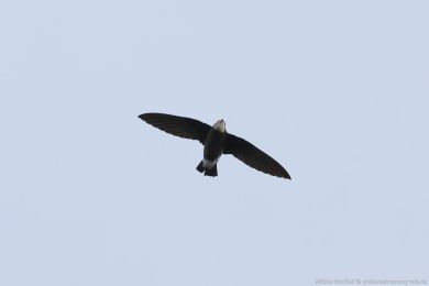 Rorýs východní (Hirundapus caudacutus)