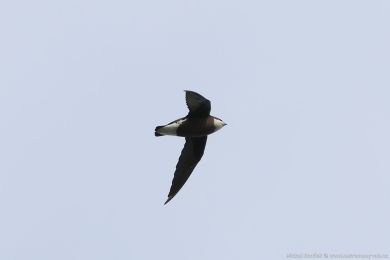Rorýs východní (Hirundapus caudacutus)