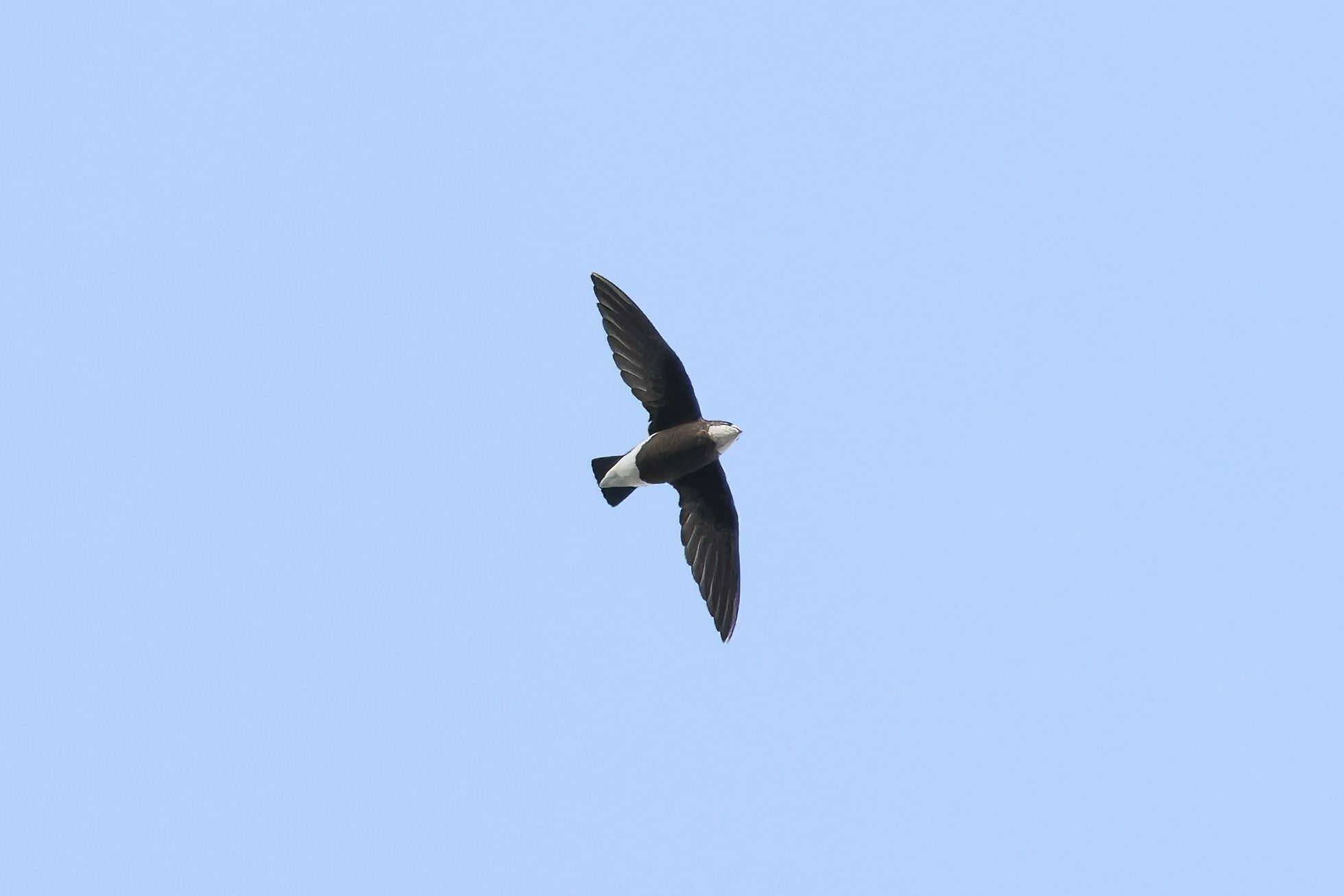 Rorýs východní (Hirundapus caudacutus)