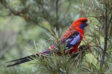 Rosela Pennantova (Platycercus elegans) Rosela Pennantova (Platycercus elegans)