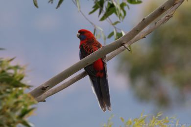 Rosela Pennantova (Platycercus elegans) Rosela Pennantova (Platycercus elegans)